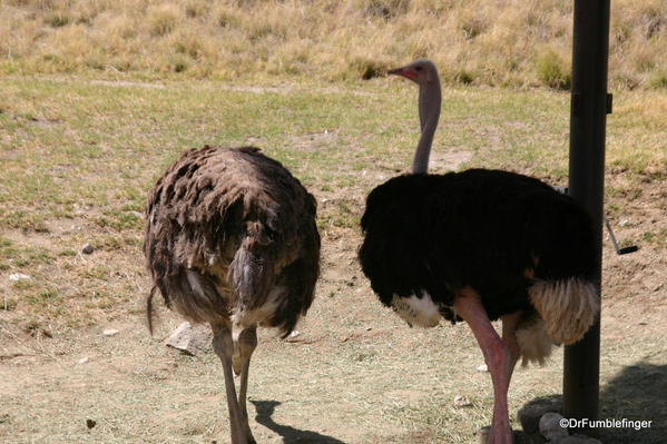 Living Desert, Palm Desert, California. Ostriches