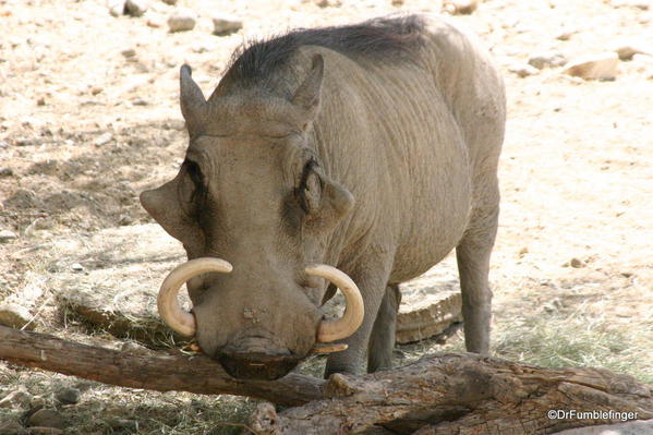 Living Desert, Palm Desert, California. Warthog