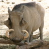 Living Desert, Palm Desert, California.   Warthog