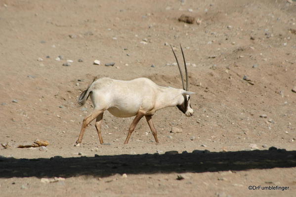 Living Desert, Palm Desert, California. Arabian Oryx