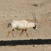 Living Desert, Palm Desert, California.   Arabian Oryx
