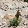 Living Desert, Palm Desert, California.   Desert Bighorn Sheep