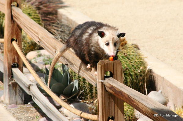 Living Desert, Palm Desert, California. Possum