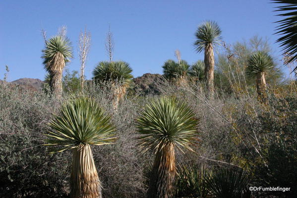 Living Desert, Palm Desert, California. Botanical Park