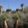 Living Desert, Palm Desert, California.   Botanical Park