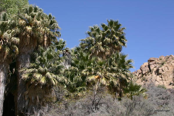 Living Desert, Palm Desert, California. Botanical Park