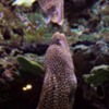 A moray eel seeing itself