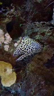 A moray eel: spotted type