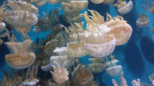 A bloom of jellies