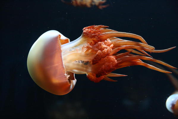 Flame jelly
