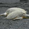 Hawaiian Green Sea Turtles at Punalu'u Black Sand Beach Park.: Hawaii Island, Hawaii