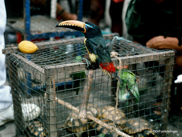 Iquitos Market. Want a Toucan? Parrot? Turtle? You're at the right market.