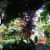 Casa Particulares in Cuba: The oasis of a garden in the heart of Santiago de Cuba at Villa Maria del Carmen