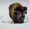 American Bison, Yellowstone National Park