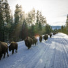 Bison traffic jam, Yellowstone National Park