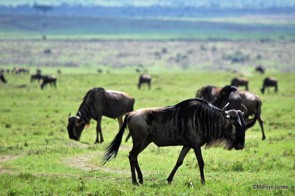 Surrounded by wildebeest; part of the Great Migration