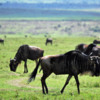 Surrounded by wildebeest; part of the Great Migration