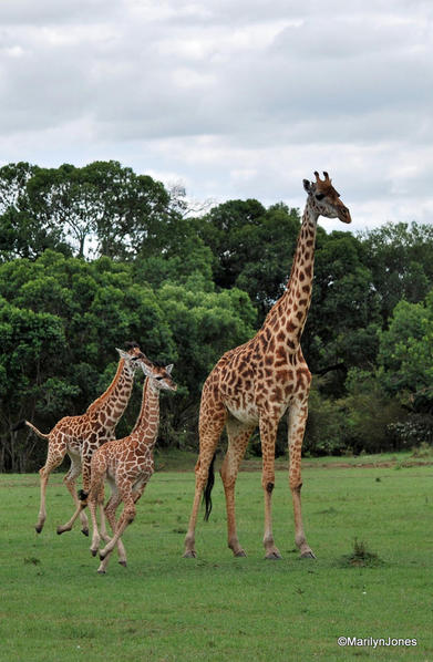 A mother giraffe and her babies