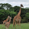 A mother giraffe and her babies