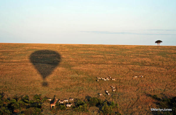 The balloon soars over zebras and a giraffe