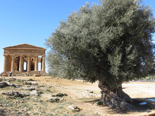 Concord Temple and old olive tree, Agrigento