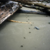 Moose tracks, Louise Island, Haida Gwaii