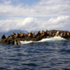 Seal Rock, Haida Gwaii