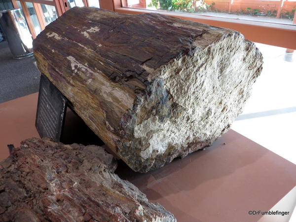 Petrified wood in the Visitor Center, Valley of Fire State Park