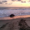 Turtle Watching in Trinidad