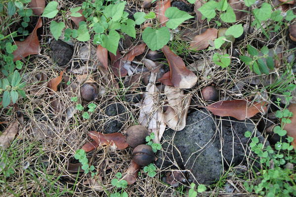 Macadamia nuts fallen to the ground. They are swept up and taken to the factory, Mauna Loa Macadamia Nut Factory Tour