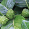 Indian Mulberry, Garden, Mauna Loa Macadamia Nut Factory Tour