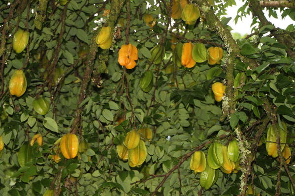 Starfruit, Garden, Mauna Loa Macadamia Nut Factory Tour