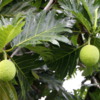 Breadfruit, Garden, Mauna Loa Macadamia Nut Factory Tour