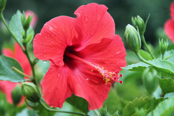 90 Mauna Loa Factory Tour. Nature Walk. Hawaiian hibiscus