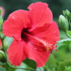 90 Mauna Loa Factory Tour. Nature Walk.  Hawaiian hibiscus