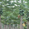 Papaya, Garden, Mauna Loa Macadamia Nut Factory Tour