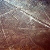 Nazca lines. spider