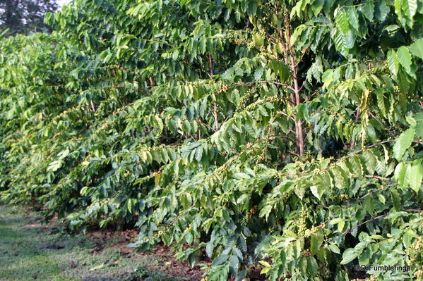Coffee Trees, Greenwell Farms Coffee Tours