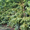 Coffee Trees,  Greenwell Farms Coffee Tours