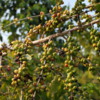 Coffee Trees,  Greenwell Farms Coffee Tours