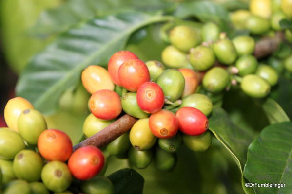 Cherries on Coffee Trees, Greenwell Farms Coffee Tours