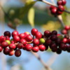 Cherries on Coffee Trees,  Greenwell Farms Coffee Tours