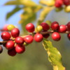 Cherries on Coffee Trees,  Greenwell Farms Coffee Tours