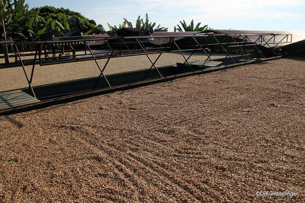 Coffee beans drying in the sun, Greenwell Farms Coffee Tours