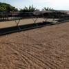 Coffee beans drying in the sun,  Greenwell Farms Coffee Tours