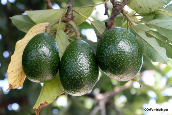 Avacados, , Greenwell Farms Coffee Tours
