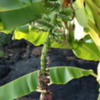 Banana "flower", Greenwell Farms Coffee Tours