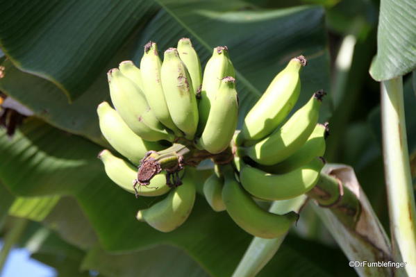 Young bunch of bananas, Greenwell Farms Coffee Tours