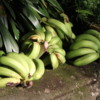Bananas, Greenwell Farms Coffee Tours