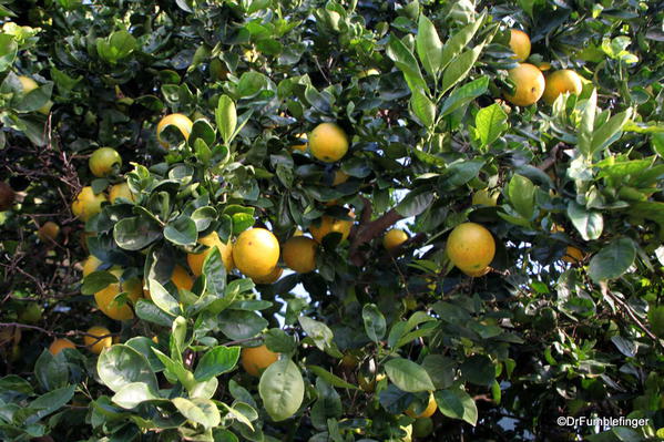 Oranges, Greenwell Farms Coffee Tours